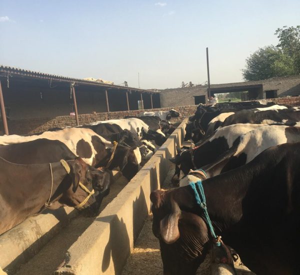 Meet Our Healthy Cows – The Source of Fresh, Quality Milk at Sharma Dairy Healthy cow at Sharma Dairy, providing fresh and high-quality milk.